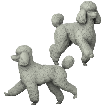 Poodle